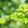 輝く、新緑