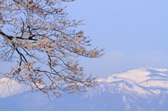 万燈桜と磐梯山