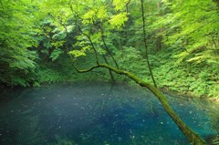 青池