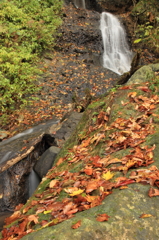 落葉と小さな滝