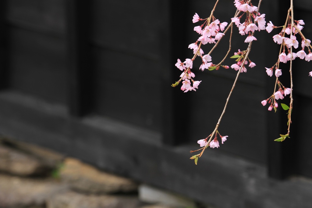 黒塀に桜