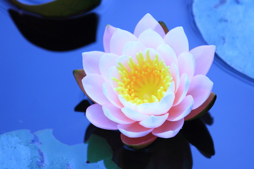 初夏の花 By たし Id 写真共有サイト Photohito