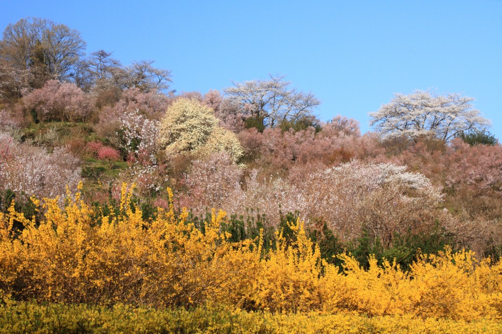 花見山④
