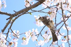 ヒヨドリと桜
