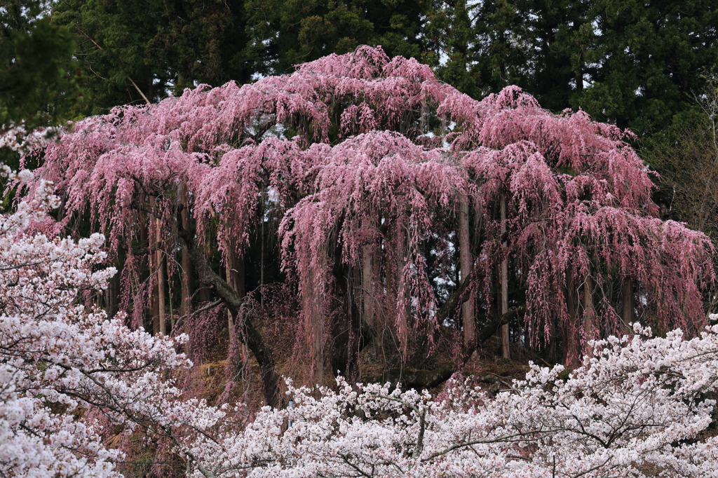桜の共演