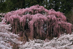 桜の共演