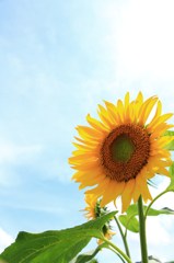 夏の太陽