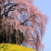 春色の共演