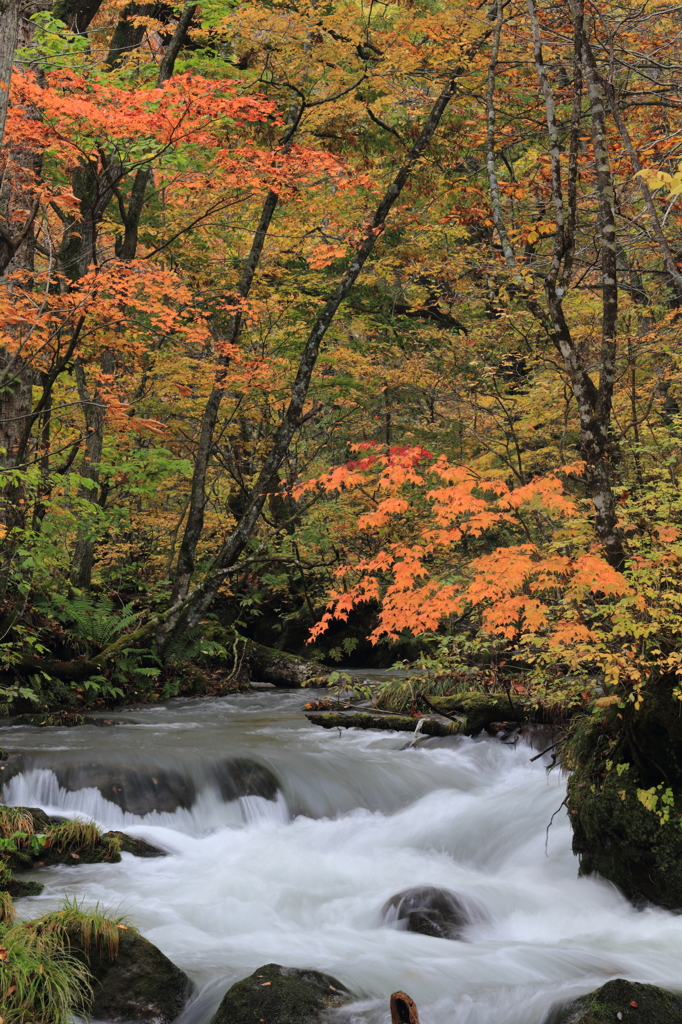 秋深まる渓流⑥