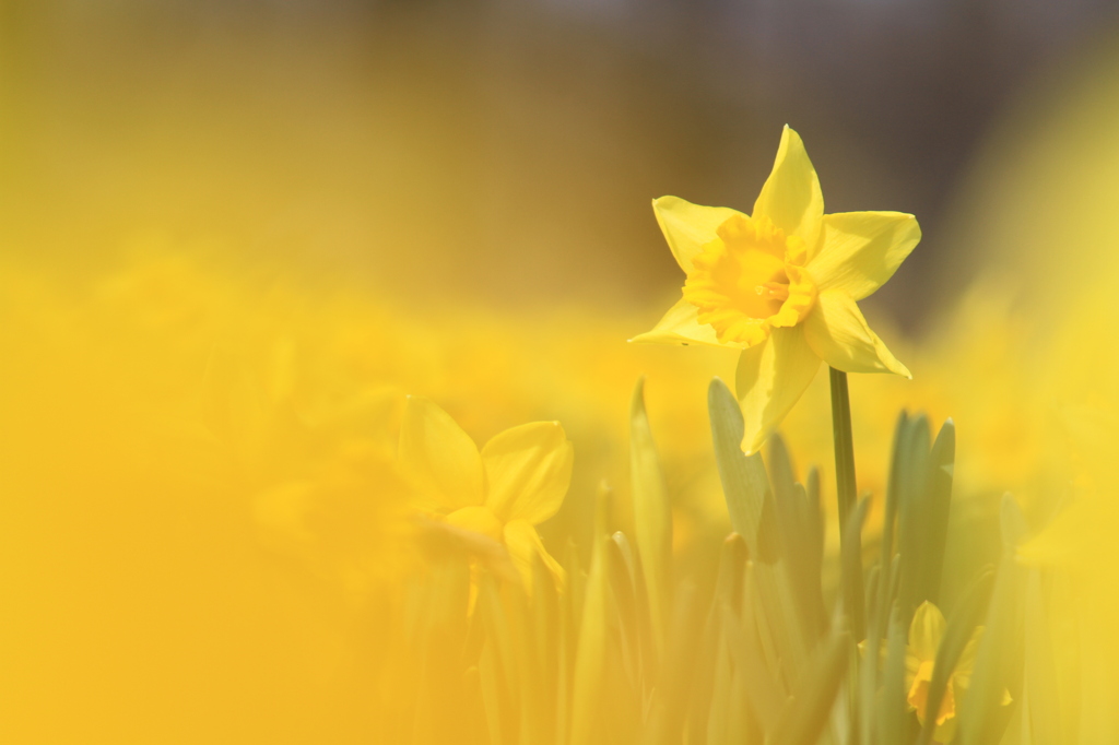 黄色ファンタジー