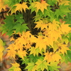 黄・緑