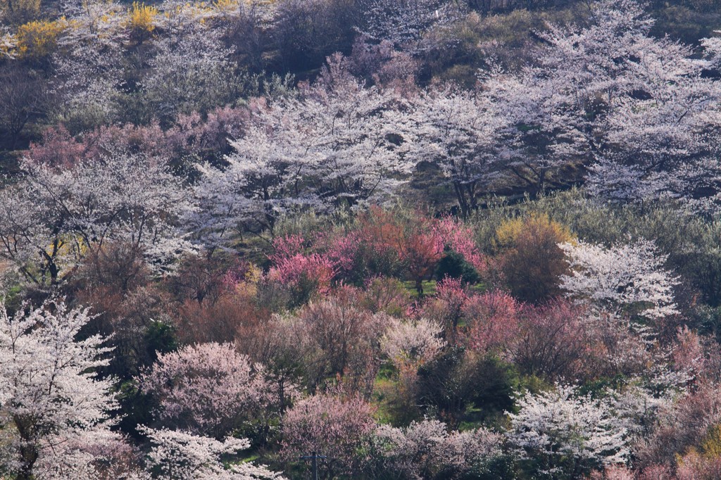 花見山　①