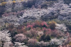 花見山　①