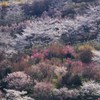 花見山　①