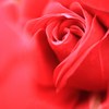 薔薇色に包まれて