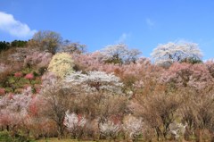 花見山③