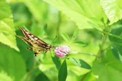  sucking nectar