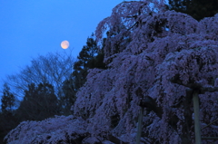 月夜の桜