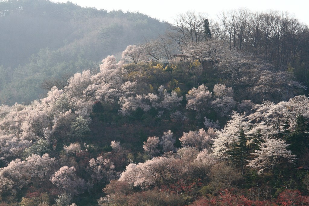 花見山②