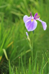 Siberian iris