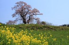 塩ノ崎の大桜