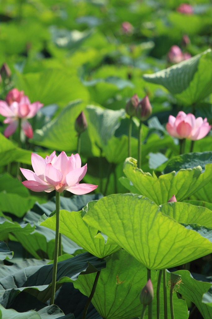 蓮の花