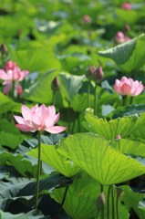 蓮の花
