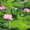 蓮の花