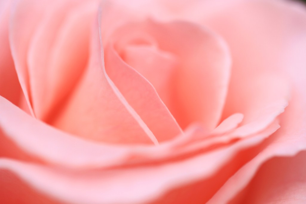 薔薇