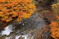 秋の渓流②