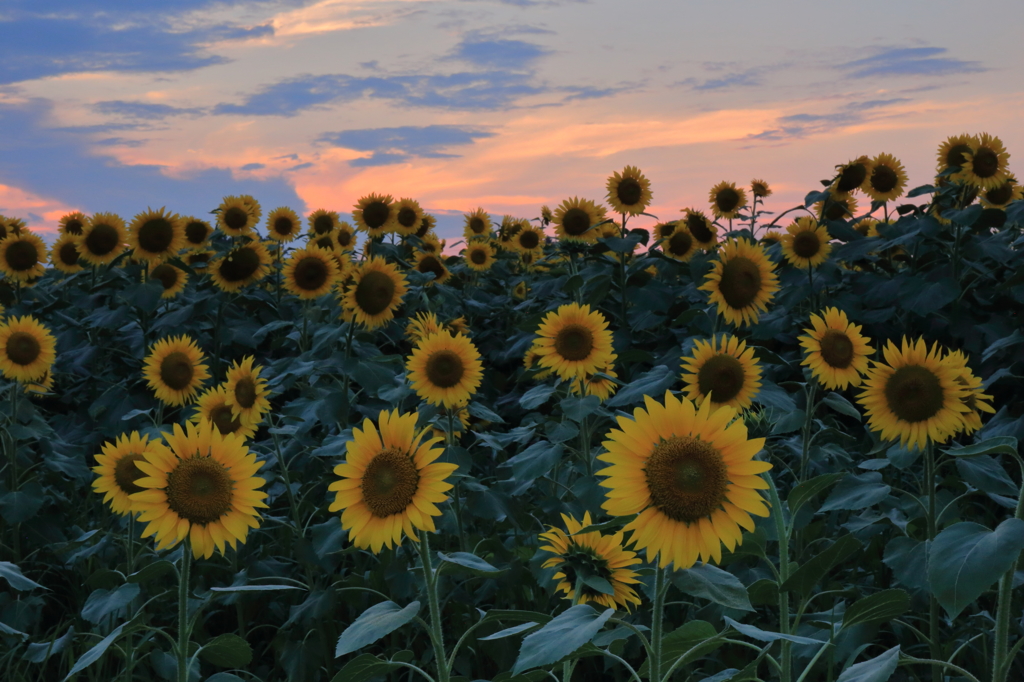 夏の夕暮れ④
