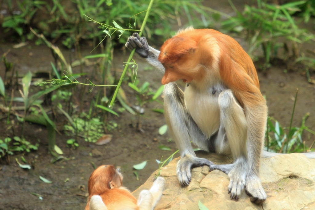 テングザルの親子