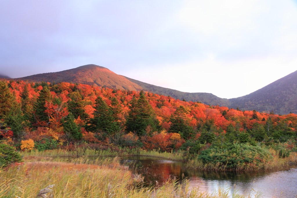 八甲田山の紅葉