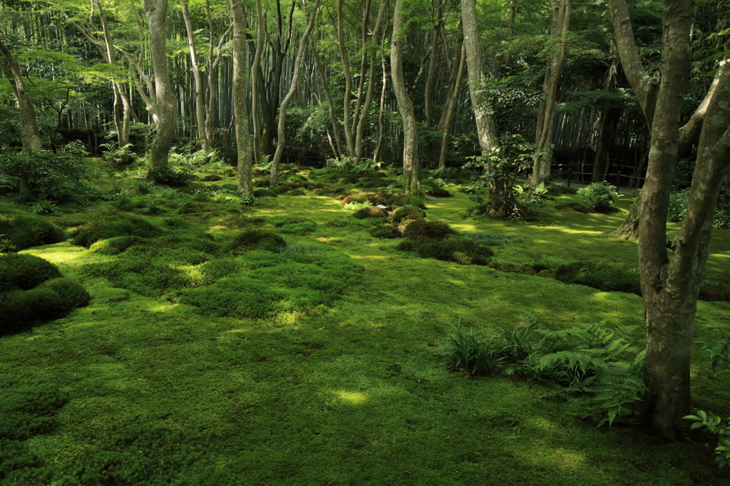 古都～祇王寺～　苔むす庭園