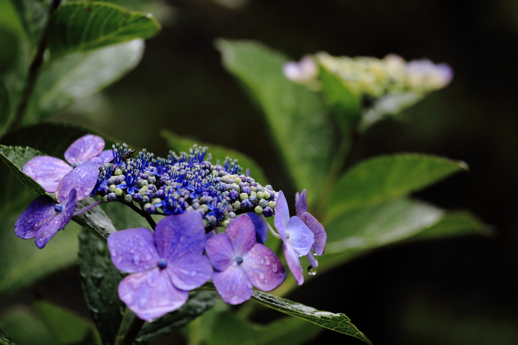 額紫陽花