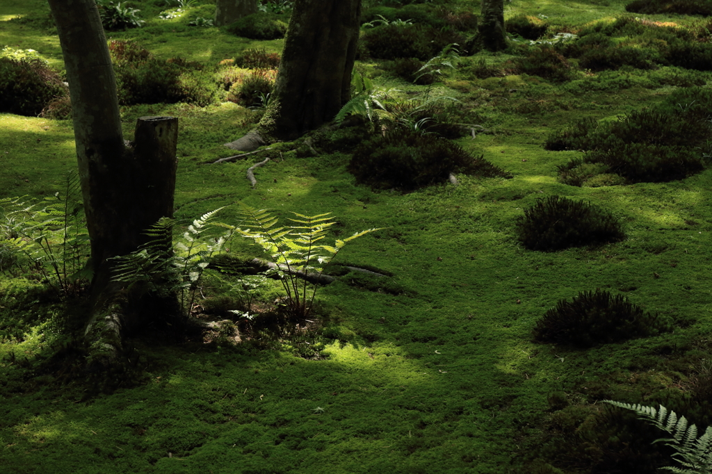 古都～祇王寺～　苔の中