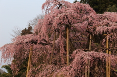 朝日を受ける滝桜