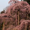朝日を受ける滝桜