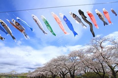 熟れる春、舞う鯉のぼり。