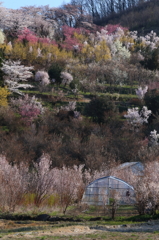 里山の春