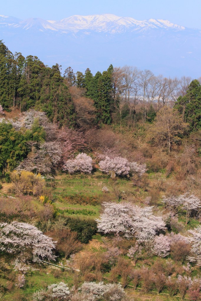 花見山⑤