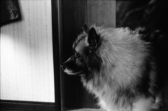 主人を待つ老犬