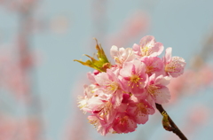 桜の花