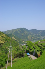 新緑茶