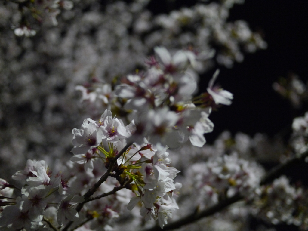 夜桜