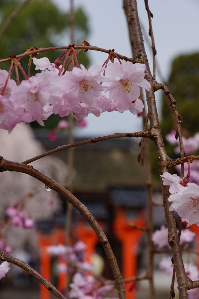 京都　平野神社