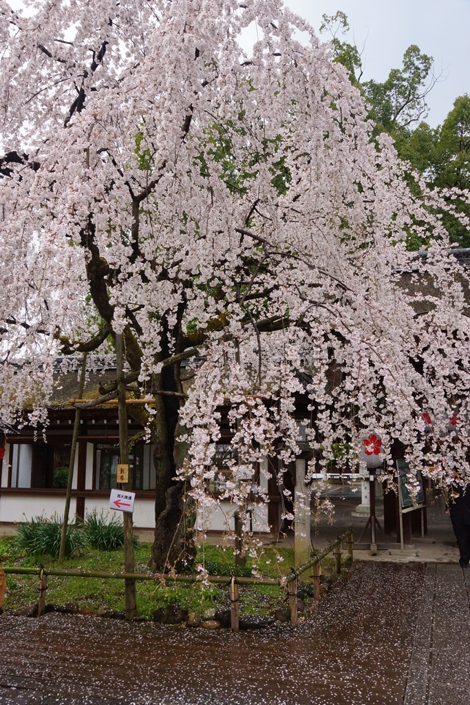 京都　平野神社
