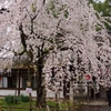 京都　平野神社