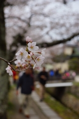 京都　哲学の道