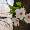 大阪　桜之宮公園